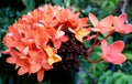Beautiful Rubiaceae orange colour flower Royalty Free Stock Photo