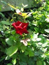 Beautiful ruby red flower