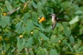 A Beautiful Ruby Throated Hummingbird