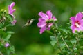 A Beautiful Ruby Throated Hummingbird