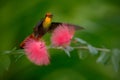 Beautiful Ruby-Topaz Hummingbird from Tobago flying next to beautiful pink flower, clear green background