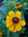 Beautiful Rudbeckia flower in the greenhouse close-up