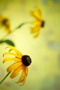 Beautiful Rudbeckia flowers