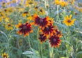 Beautiful rudbeckia flowers