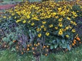 Beautiful Rudbeckia flowers. Traditional autumnal bloom, yellow coneflower. Daylight