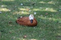 A beautiful Ruddy Shelduck laying on the grass during exceptionally hot weather and a heatwave