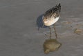 A beautiful Ruff, reeve, Philomachus pugnax, hunting for food along the shoreline, its reflection showing in the water.