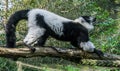 Beautiful ruffed black and white lemur monkey standing and stretching on a branch