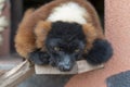 Beautiful ruffed lemur sleeping