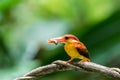 Beautiful Rufous-backed Dwarf-Kingfisher Ceyx rufidorsa perched