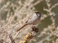 Rufous-crowned Sparrow Perched on a Cholla