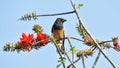 Beautiful Rufous treepie Bird drinking honey from the flower during the Spring season