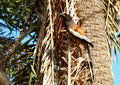 Beautiful rufous treepie bird