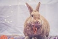 Beautiful Rufus colored rabbit eats curly carrot twists