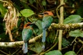 A close up of a Rufus Motmot