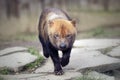 Beautiful running bush dog