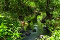 Sunlight affects the green leaves resulting in a beautiful reflection of the water Royalty Free Stock Photo