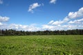 Beautiful rural countryside landscape with green field, mixed forest and white clouds on blue sky on summer day Royalty Free Stock Photo