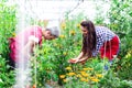 Rural family pick organically tomatoes in garden