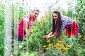 Rural family pick organically tomatoes in garden