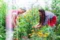 Rural family pick organically tomatoes in garden