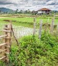 Beautiful rural farmland and rice growing fields ,in the Pakse area of southern Laos, South East Asia Royalty Free Stock Photo