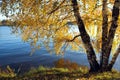 Beautiful rural landscape with birches on riverside Royalty Free Stock Photo