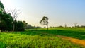 Beautiful rural landscape of green grass field with dusty country road and trees on hill and clear blue sky. Nature composition. Royalty Free Stock Photo