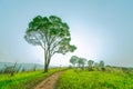 Beautiful rural landscape of green grass field with dusty country road and trees on hill near the mountain and clear blue sky. Nat Royalty Free Stock Photo