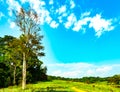 Beautiful rural landscape of green grass field with white flowers on blue sky and white cumulus clouds on sunshine day. Forest Royalty Free Stock Photo