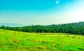 Beautiful rural landscape of green grass field with white flowers on clear blue sky background in the morning on sunshine day. Royalty Free Stock Photo