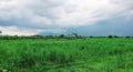 Beautiful Rural Landscape with Green Meadow, Cereal Plants, and a Cloudy Sky Royalty Free Stock Photo