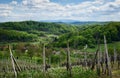 Beautiful rural landscape scenery with vineyards and forest on green hills at Klenice, Croatia, county hrvatsko zagorje Royalty Free Stock Photo