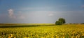 Beautiful rural landscape, summer field with sunflowers under blue sky, panoramic shot Royalty Free Stock Photo