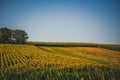 Beautiful rural landscape, summer field with sunflowers under blue sky, panoramic shot Royalty Free Stock Photo