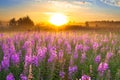 Landscape with sunrise and blossoming meadow purple flowers