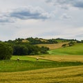 Wheat filed and meadows