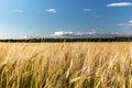 Beautiful rural landscape wheat field. Sunny day