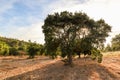 Beautiful rural portuguese landscape with Old Cork oak tree Quercus suber in evening sun, Alentejo Portugal Europe