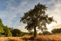 Beautiful rural portuguese landscape with Old Cork oak tree Quercus suber in evening sun, Alentejo Portugal Europe