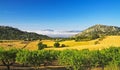 Beautiful rural quiet yellow green landscape valley, olive grove, hills, sea of low morning stratus clouds, agriculture fields,