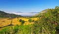 Beautiful rural quiet yellow green landscape valley, olive grove, hills, sea of low morning stratus clouds, agriculture fields,