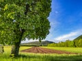 Beautiful rural spring scene in Pordenone, Italy with big blooming buckeye tree