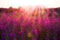 Beautiful rural sunrise and sunshine. An image of a glade with flowers and a blurred horizon in the distance Royalty Free Stock Photo