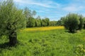 Beautiful rural typical lower rhine landscape, green meadow, pollard willow trees, yellow buttercup flowers field, blue summer sky Royalty Free Stock Photo