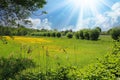 Beautiful rural typical lower rhine landscape, green meadow, pollard willow trees, yellow buttercup flowers field, blue summer sky Royalty Free Stock Photo