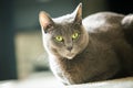 Beautiful russian blue cat close up Royalty Free Stock Photo