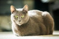 Beautiful russian blue cat close up Royalty Free Stock Photo