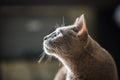 Beautiful russian blue cat close up Royalty Free Stock Photo