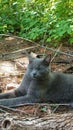 Beautiful Russian Blue grey colored cat outside